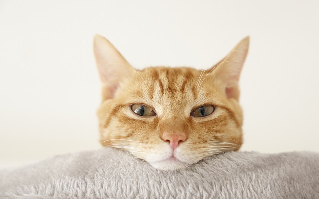 ペット不可物件における「無断飼育」の発覚と原状回復費用をめぐる泥沼化